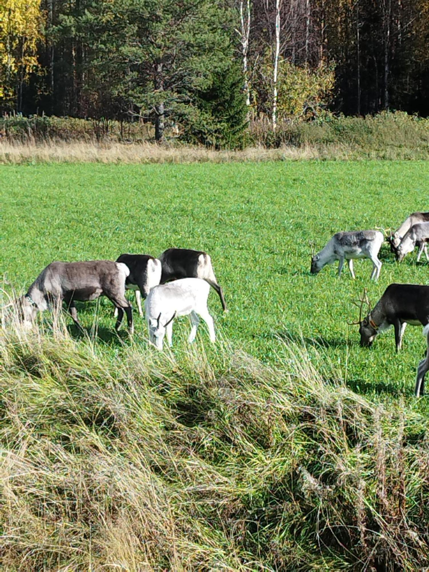 ÖverkalixArctic Ranch别墅 外观 照片