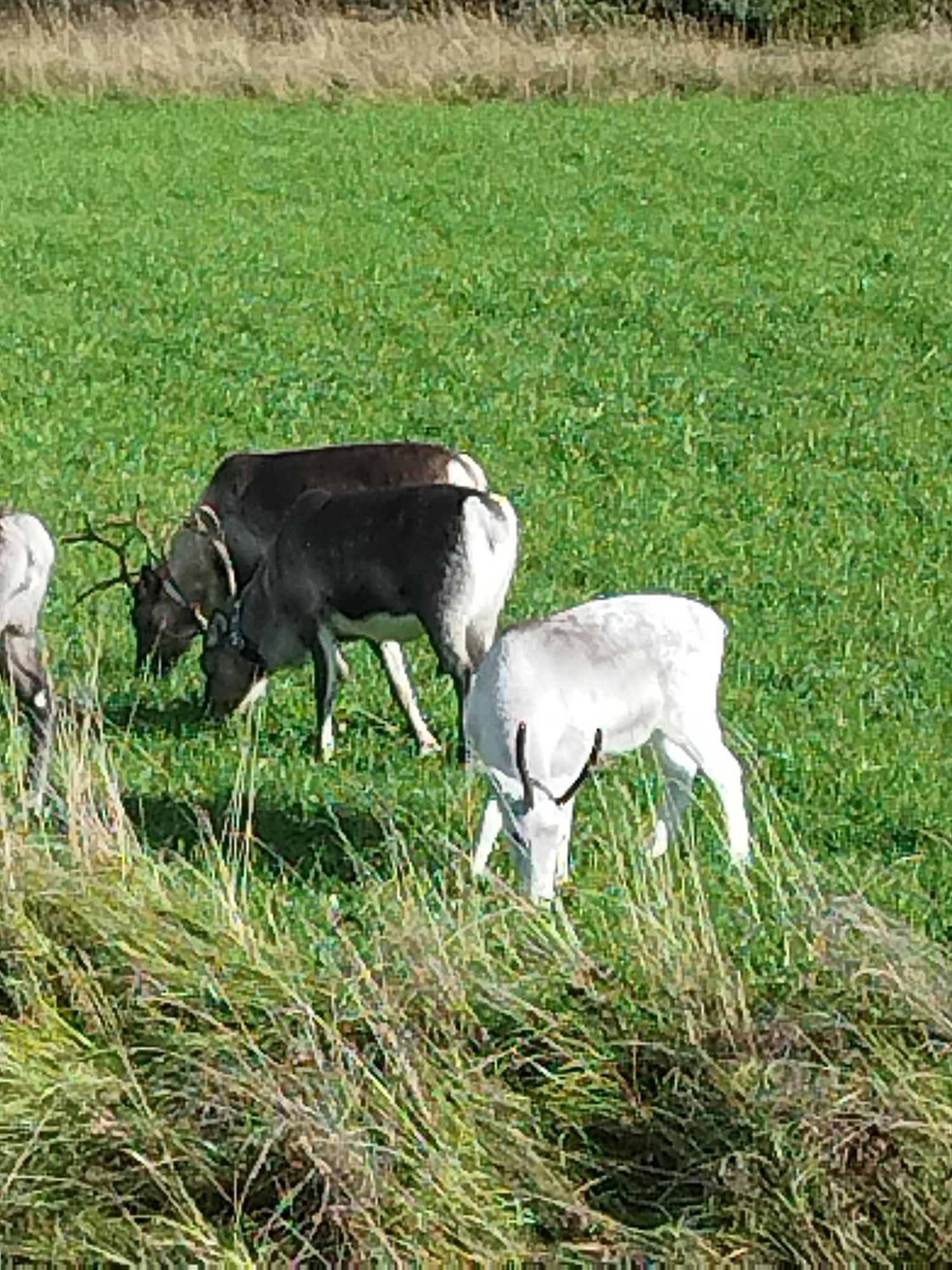 ÖverkalixArctic Ranch别墅 外观 照片