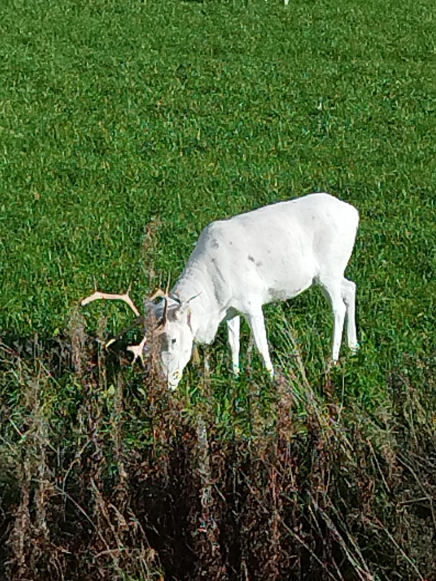 ÖverkalixArctic Ranch别墅 外观 照片